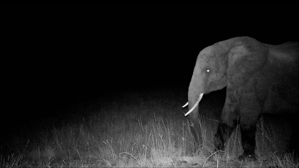 Hunting for elusive “ghost elephants”
