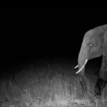Hunting for elusive “ghost elephants”