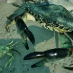 Empires of the Undergrowth Beach Brawl Update and More Detailed in March 2026 Newsletter