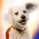 Does the dog die in Supergirl? Movie trailer recreates a dark moment from the comic