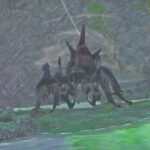 MHS3: Find and beat Invasive Nerscylla