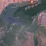 MHS3: Find and beat Invasive Odogaron