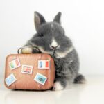 Travel app Hopper to pay $35M in FTC settlement over ‘unfairly’ charging hidden fees