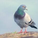 ‘Slow-cial’ app Roost forces you to slow down to the speed of a carrier pigeon