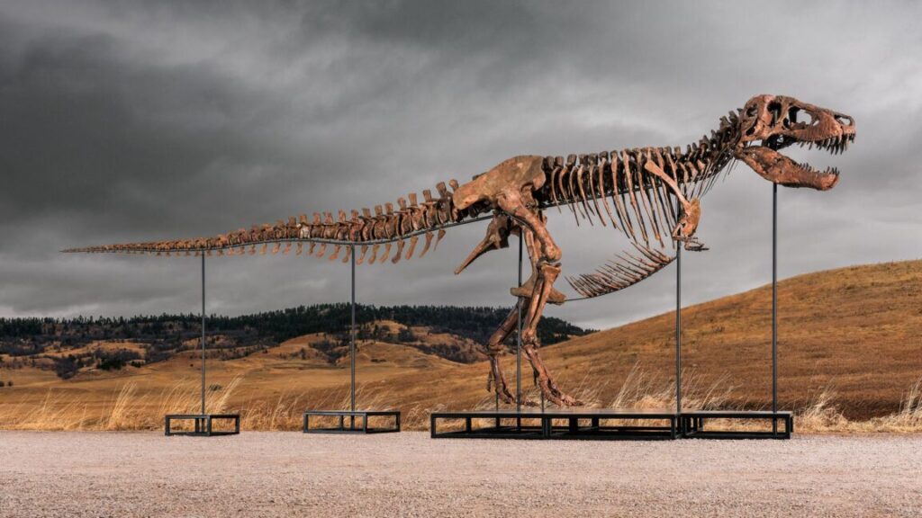 Sotheby’s big T. rex auction raises concerns hype and wealth are upending science