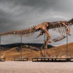 Sotheby’s big T. rex auction raises concerns hype and wealth are upending science