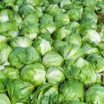 Taylor Farms pulls iceberg lettuce from the US market after cyclosporiasis outbreak