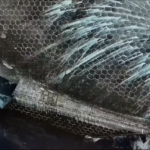 Experts warn current Starship heat shield tech is a “dead end” for rapid reuse