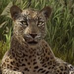 Planet Zoo 2 – Official Animal Spotlight: African Leopard Trailer