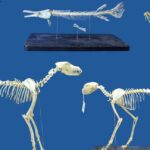 Superworms could replace beetles for cleaning skeletal remains